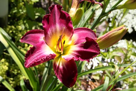 Garden leaf daylily salem witch