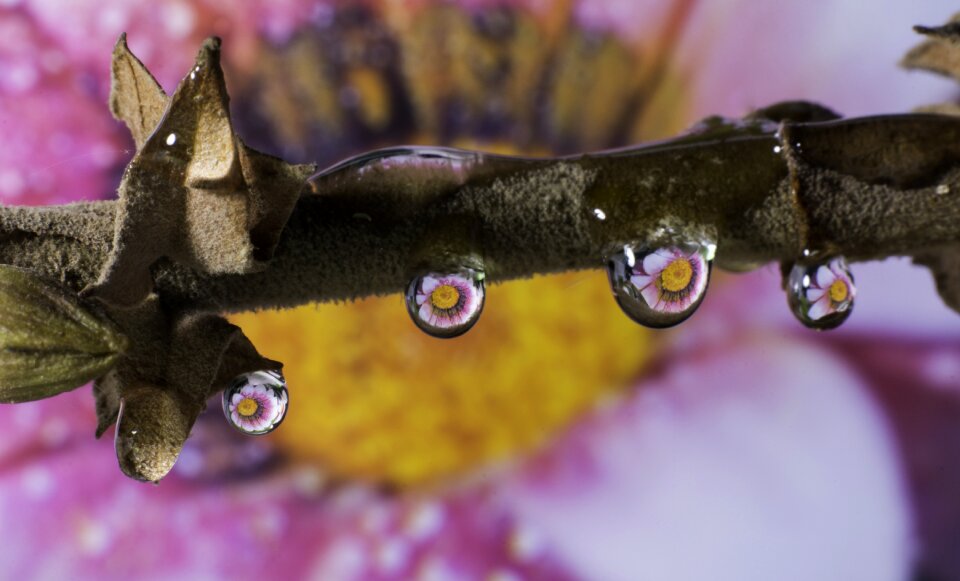Insect invertebrate wild life