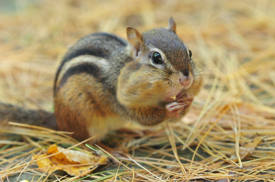 Nature animal outdoors