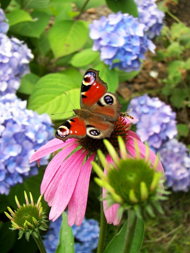 Summer garden butterfly