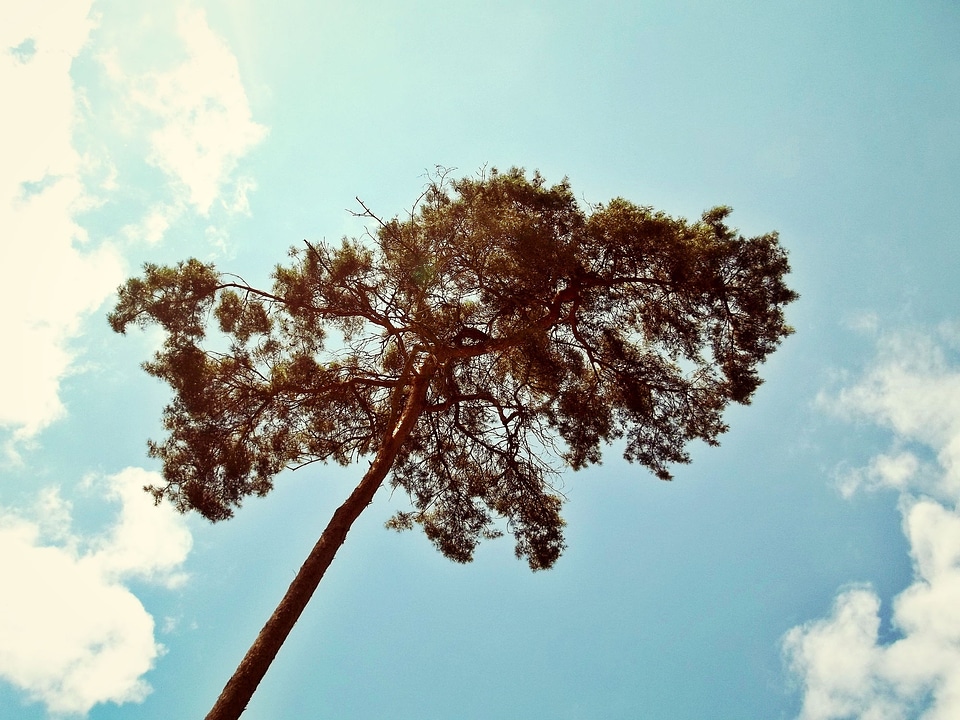 Needles lonely arid