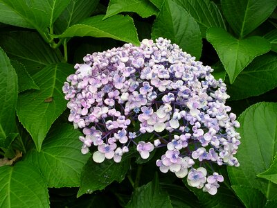 Garden summer bush