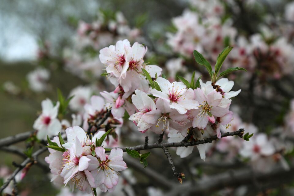 Almond tree plant photo