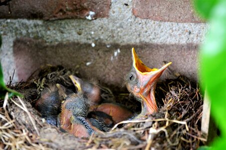 Bird's nest little birds