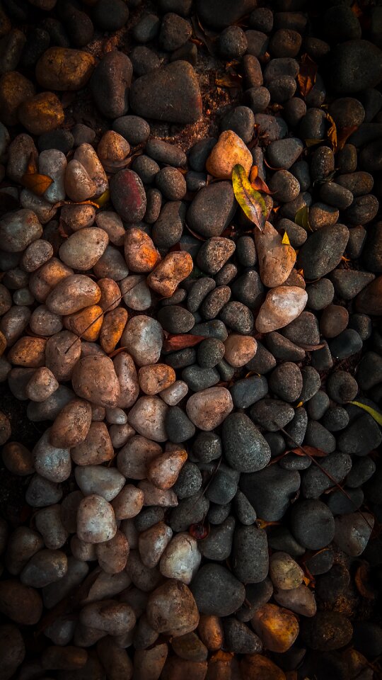 Food seed