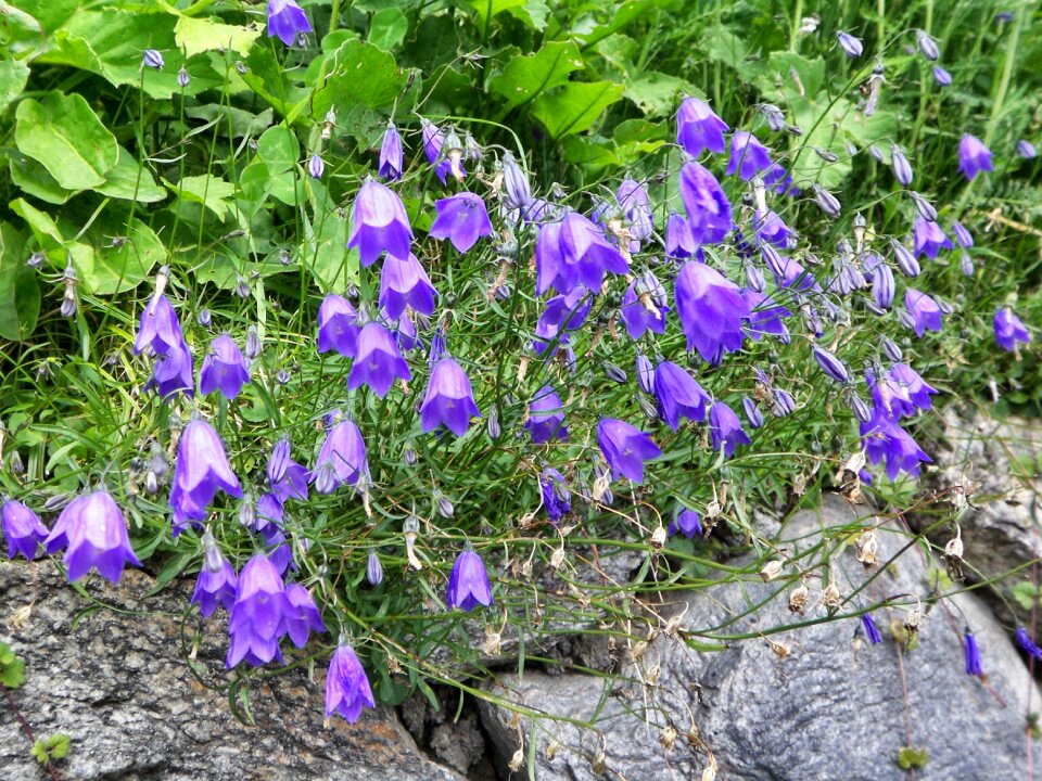 Nature leaf floral