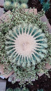 Flower growth cactus photo