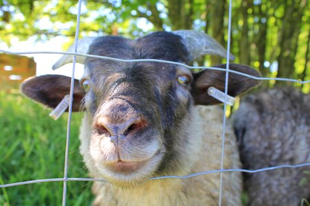 Cute portrait farm