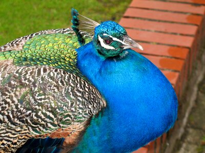 Nature animal world animal