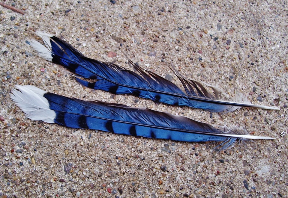 Feather bird feather nature