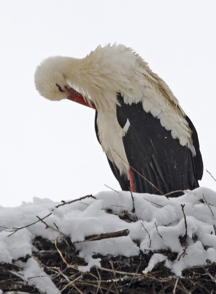 Winter spring migrate