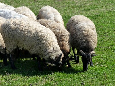 Farm livestock rural areas