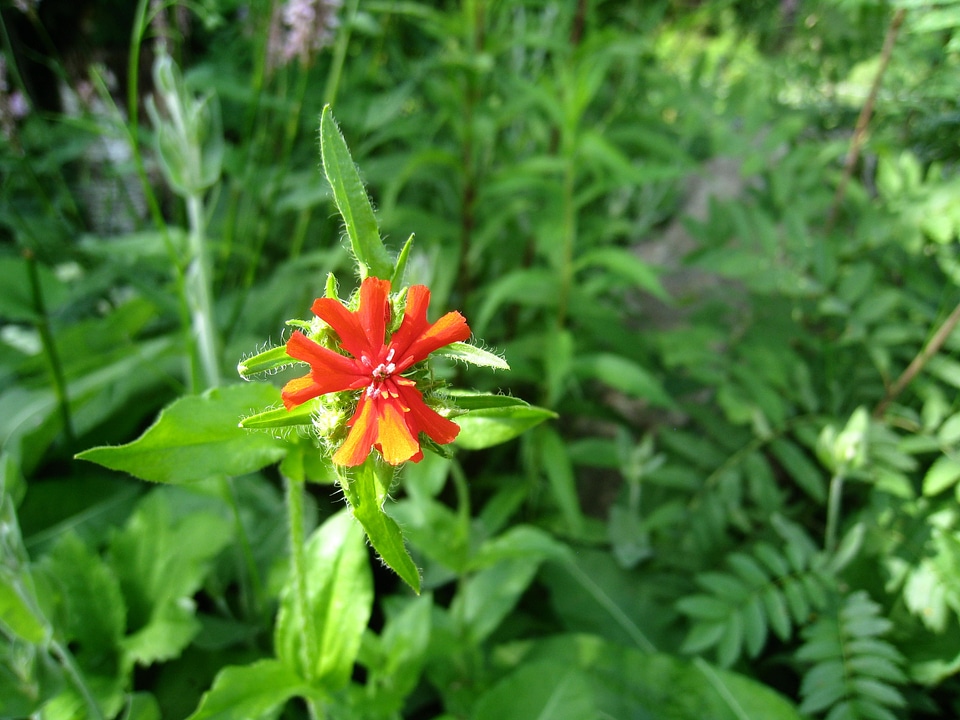 Green summer foliage