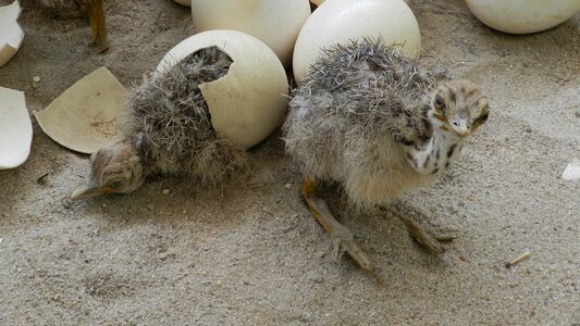 Egg easter small