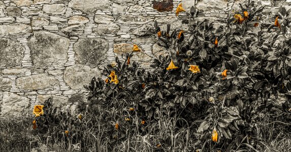 Flora flower yellow