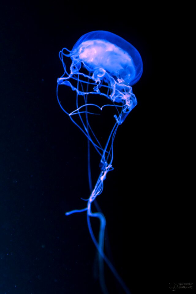Jellyfish smoke undersea world