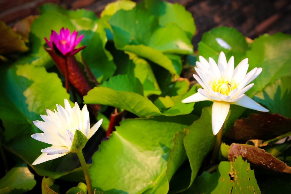 Lotus flower Free photos