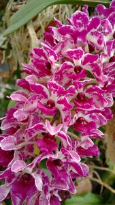 Flowers garden orchid photo