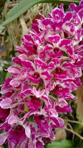 Flowers garden orchid