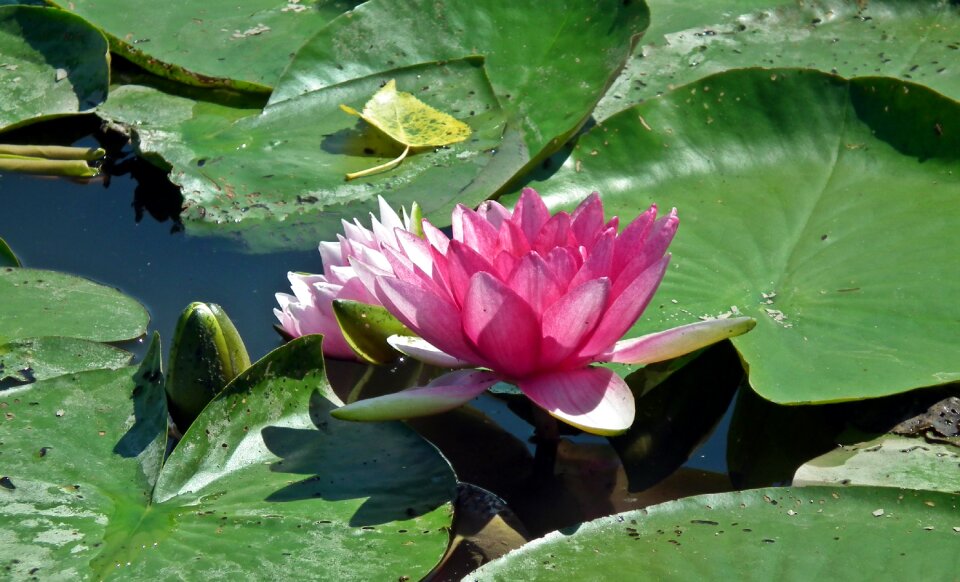 Flower pink nature