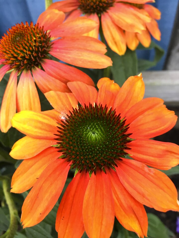 Garden summer coneflower