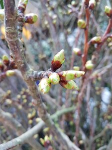 Nature fruit outdoors