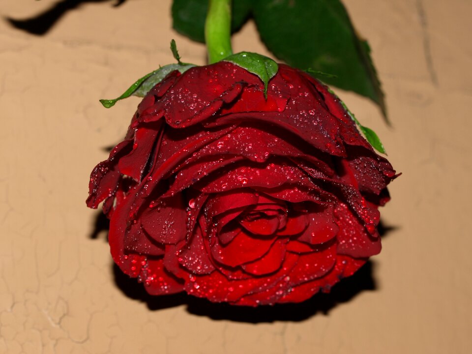 Red petal sepal