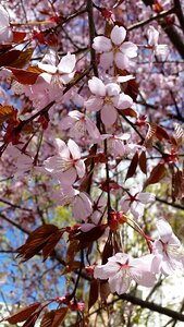 Branch flora petal