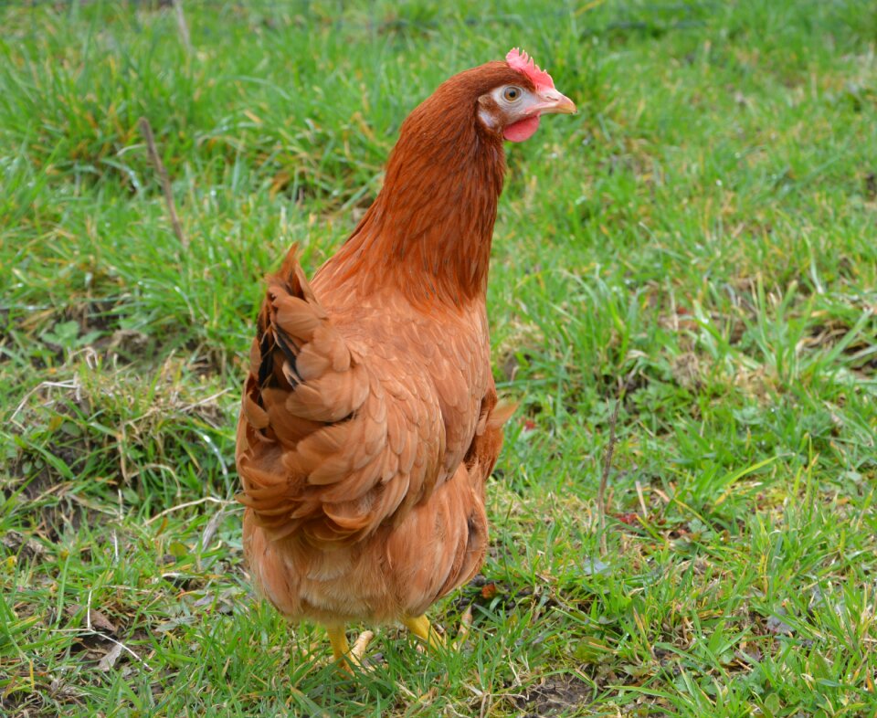 Eggs bird poultry photo