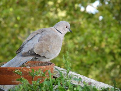 Outdoors animal dove