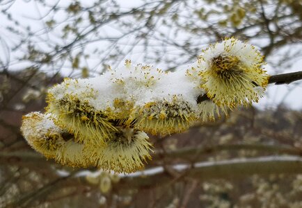 Willow catkins snow frost