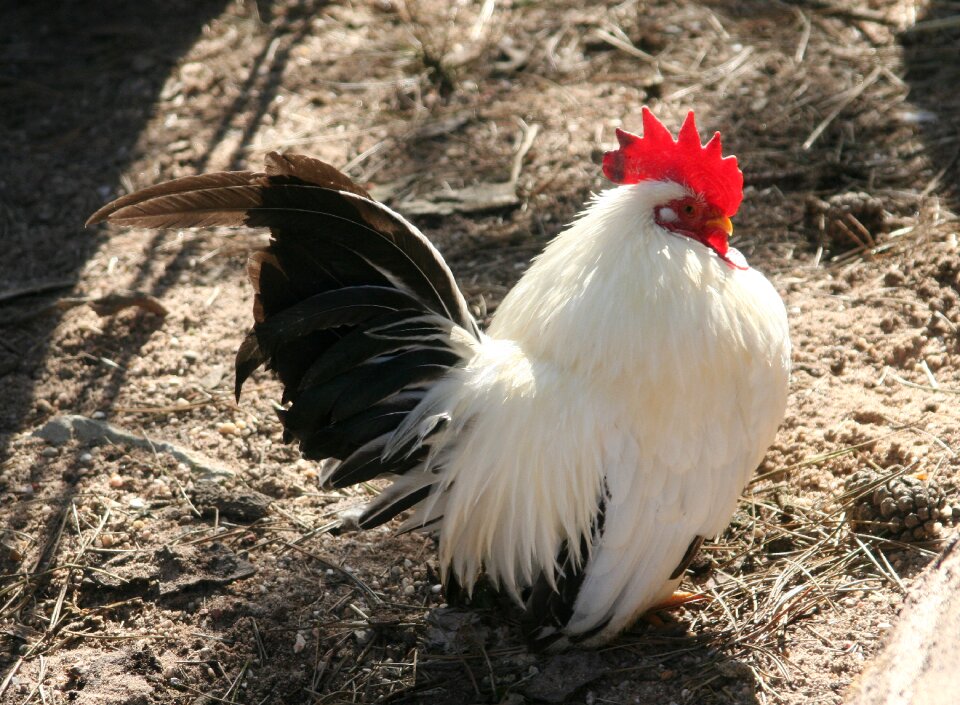 Pen poultry animal