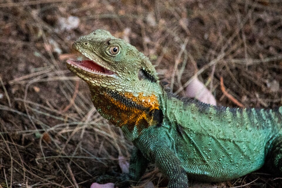 Wildlife animal exotic