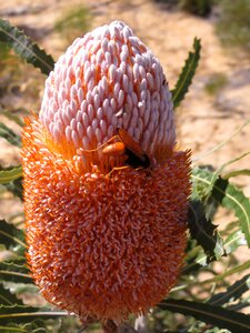 Plant national park