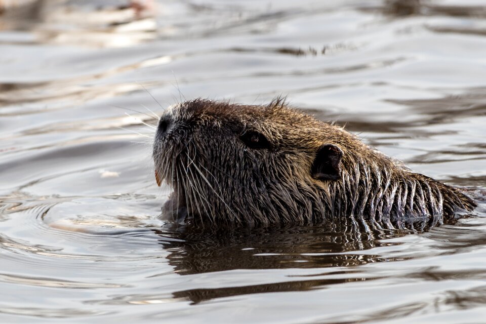 Animal mammal nutria