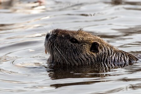 Animal mammal nutria