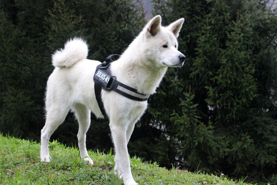 Animalia nature akita