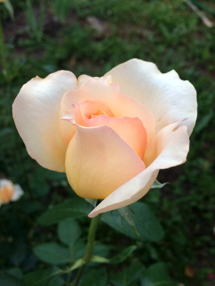 Garden leaf petal photo