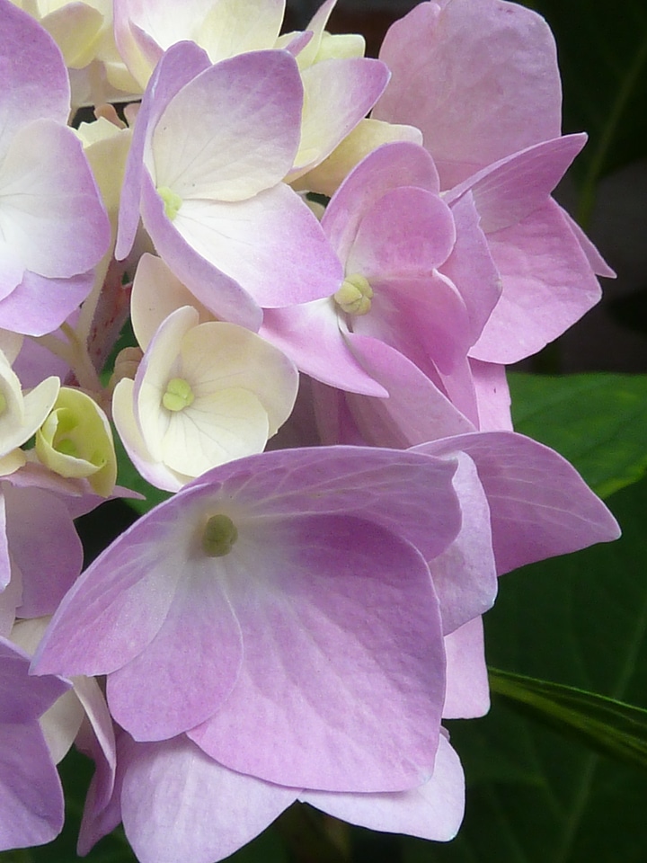 Bloom petals plant