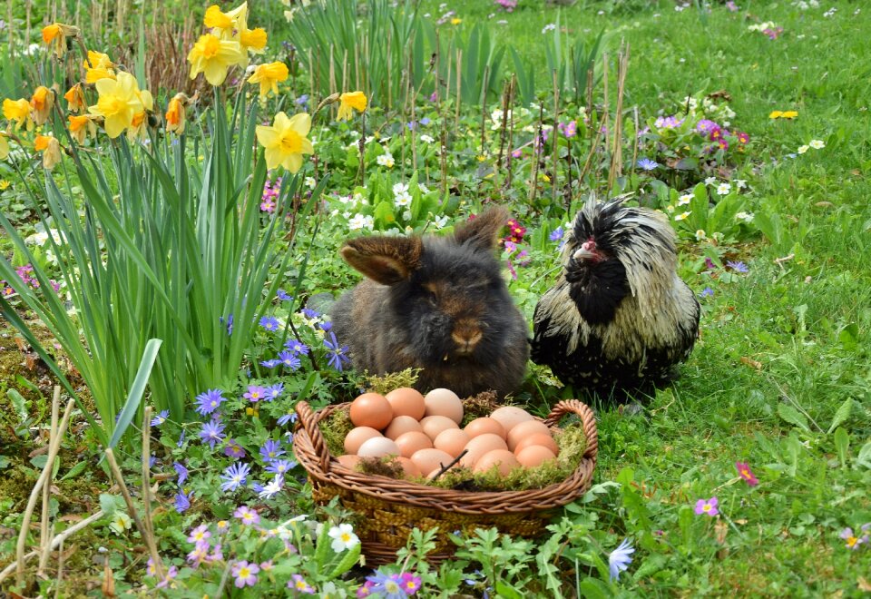 Easter bunny chicken egg