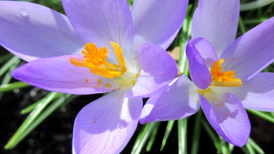 Flora garden season photo