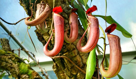 Hanging flora tropical