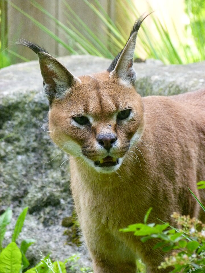 Animal fauna nature