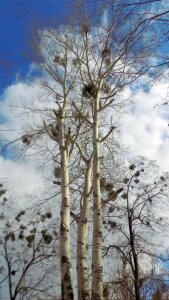 Wood trunk plant