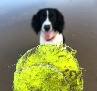 Animal pet spaniel