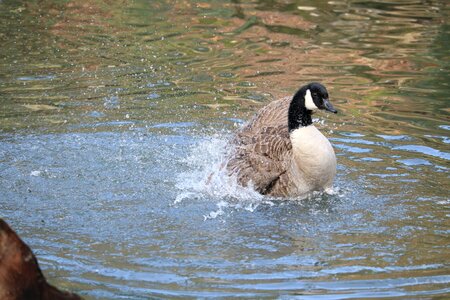 Animal world animal swim photo