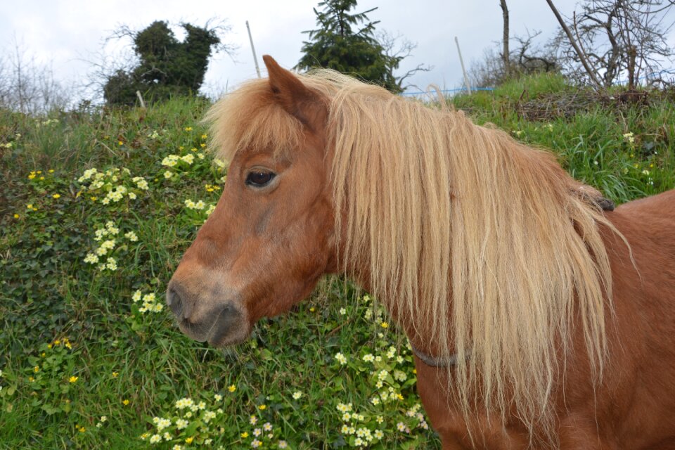 Color chestnut mane washed animal