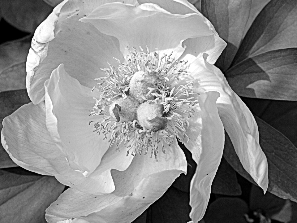 Flora beautiful floral