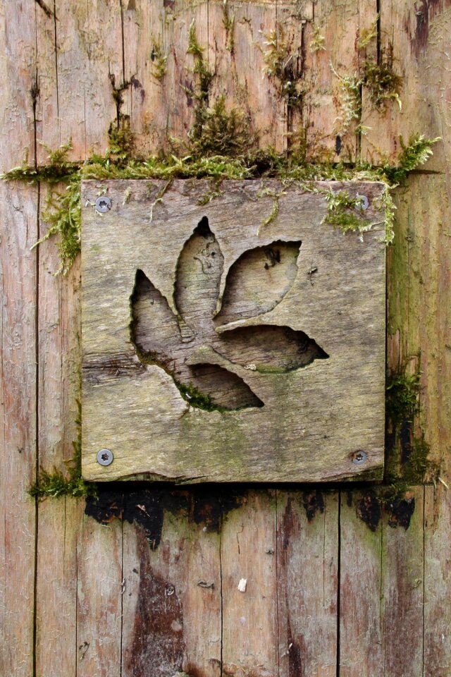 Old moss transience