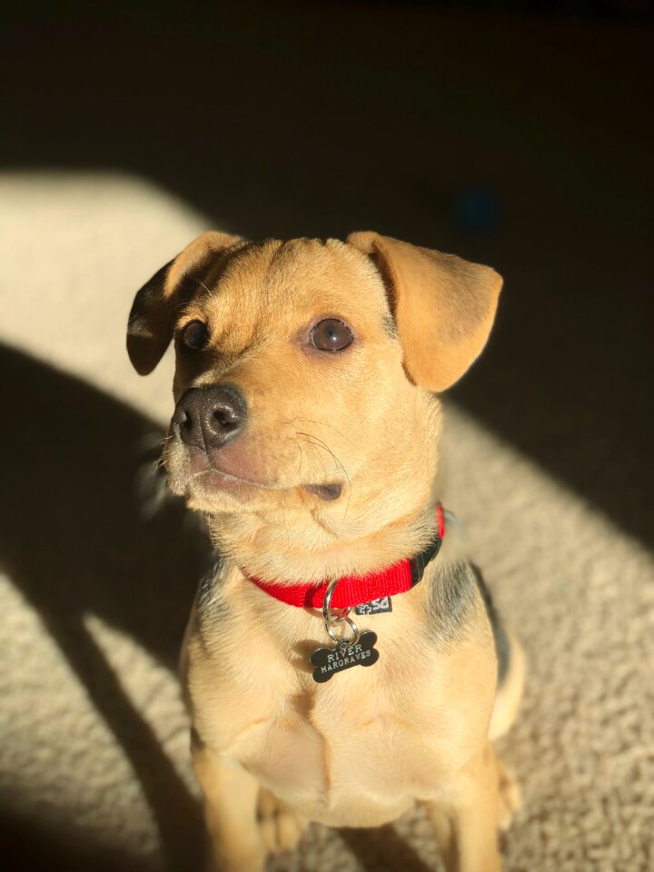 Canine mammal sit